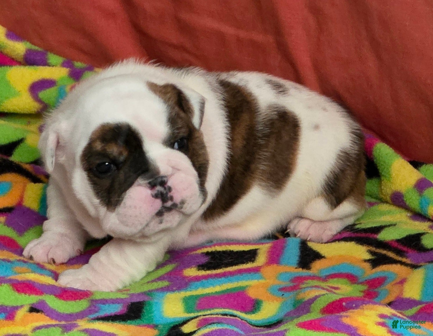 English Bulldog dogs Ethal (reserved) - Ad 2
