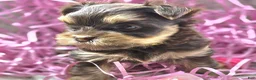 Yorkshire Terrier dogs for sale: Levia - Ad 6