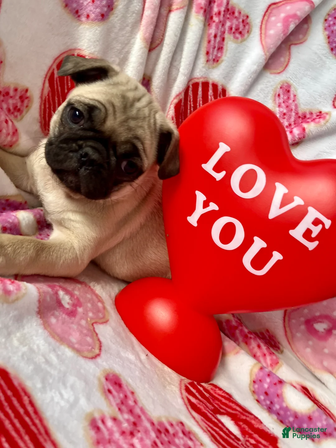 Pug dogs for sale: Rocky - Ad 5