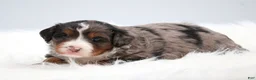 Mini Bernedoodle dogs for sale: Cherish  - Ad 9
