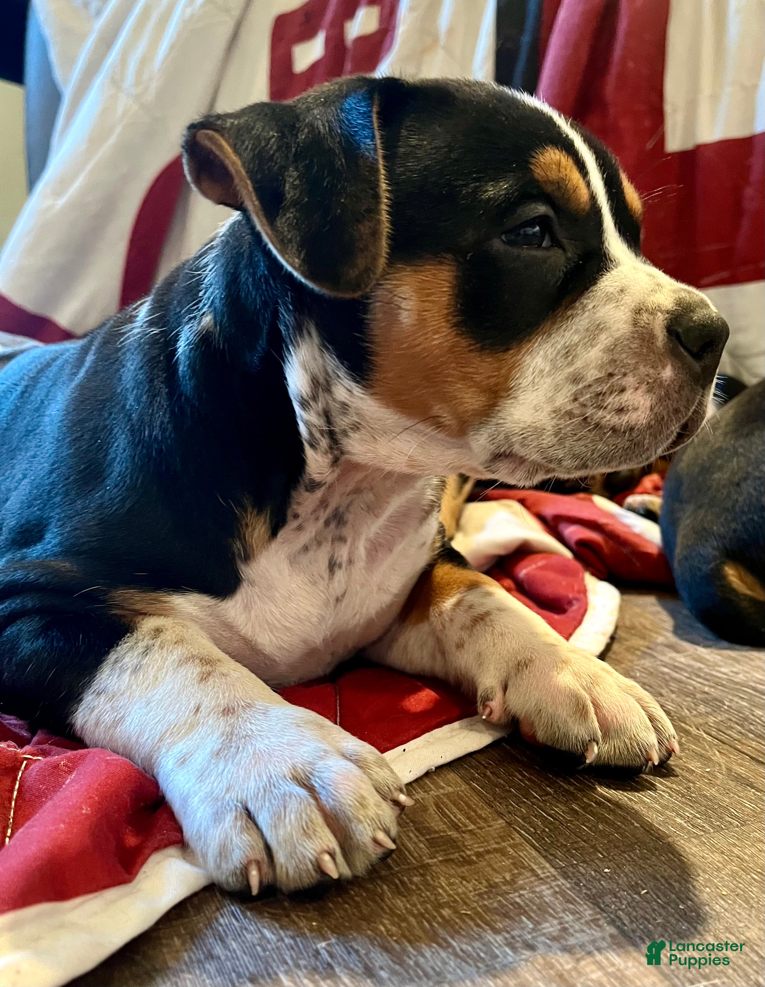 American Bully dogs American Bully 1 - Ad 1