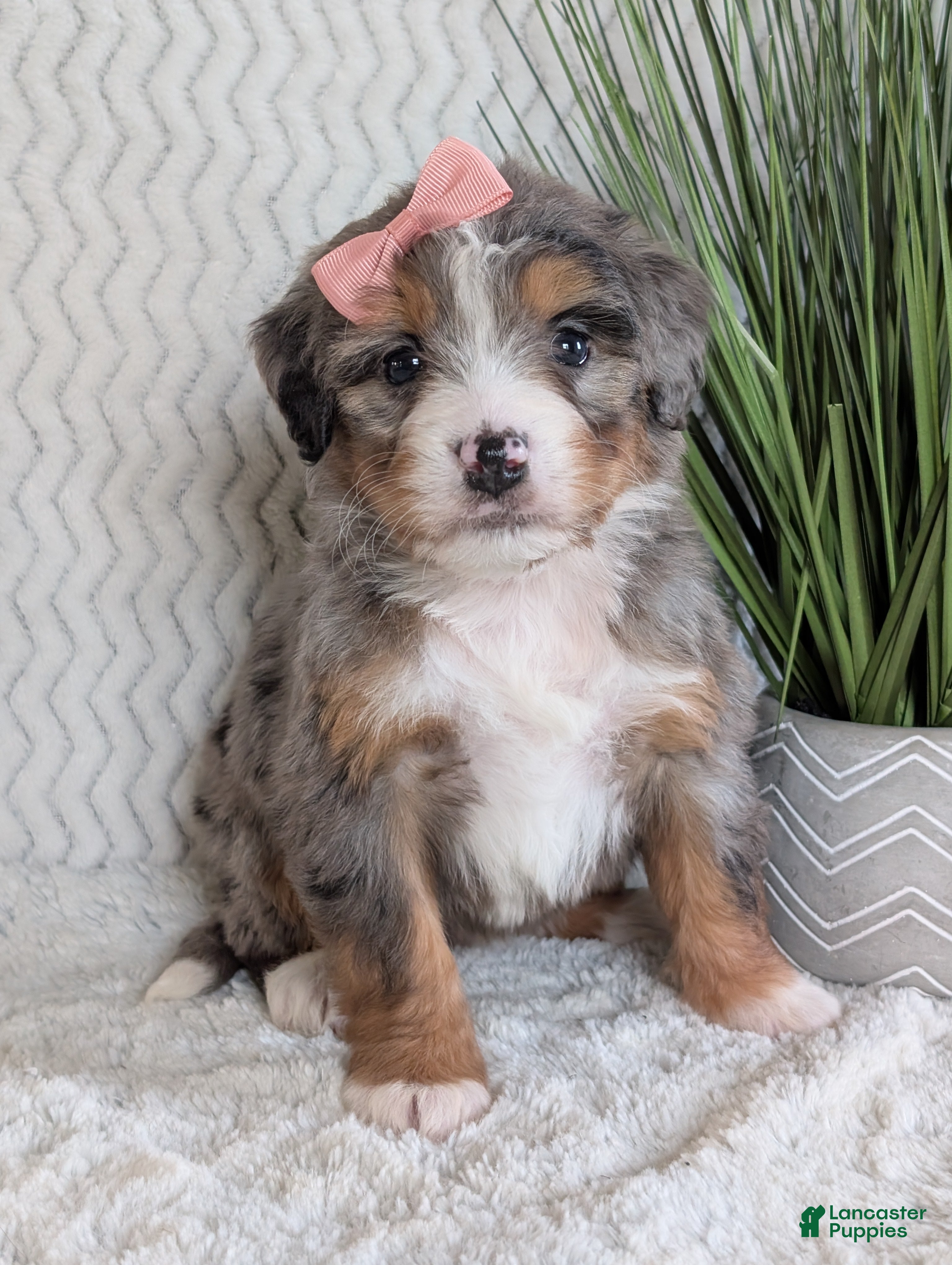 Mini Bernedoodle dogs Mini Pippa  - Ad 1