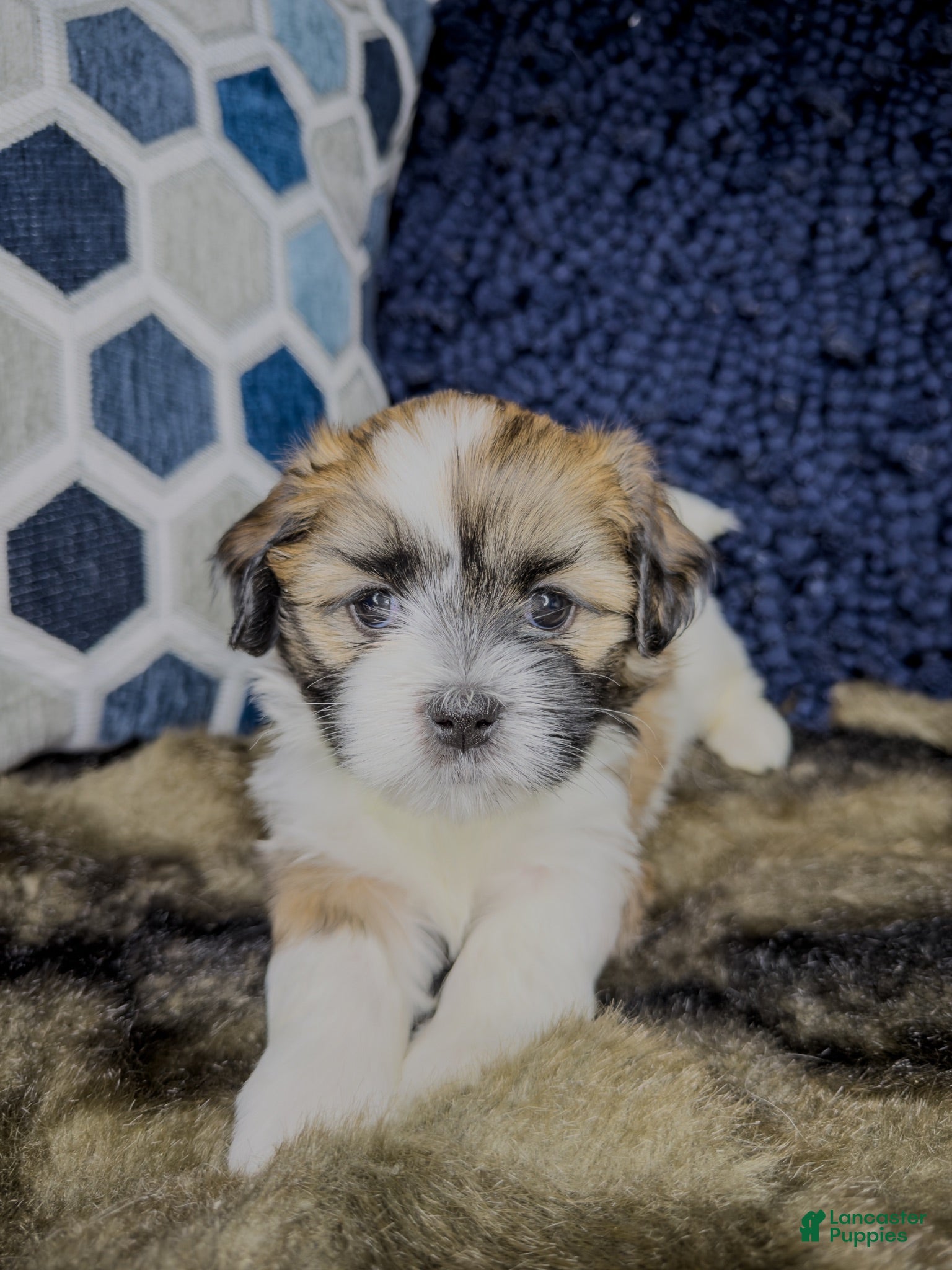 Teddy Bear dogs Teddy Bear 3 - Ad 2
