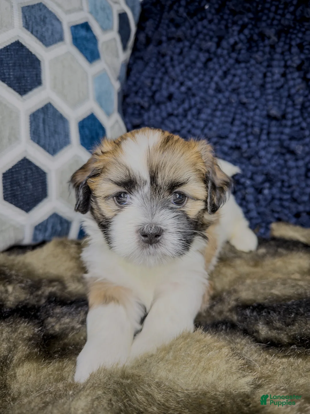 Teddy Bear dogs for sale: Teddy Bear 3 - Ad 2