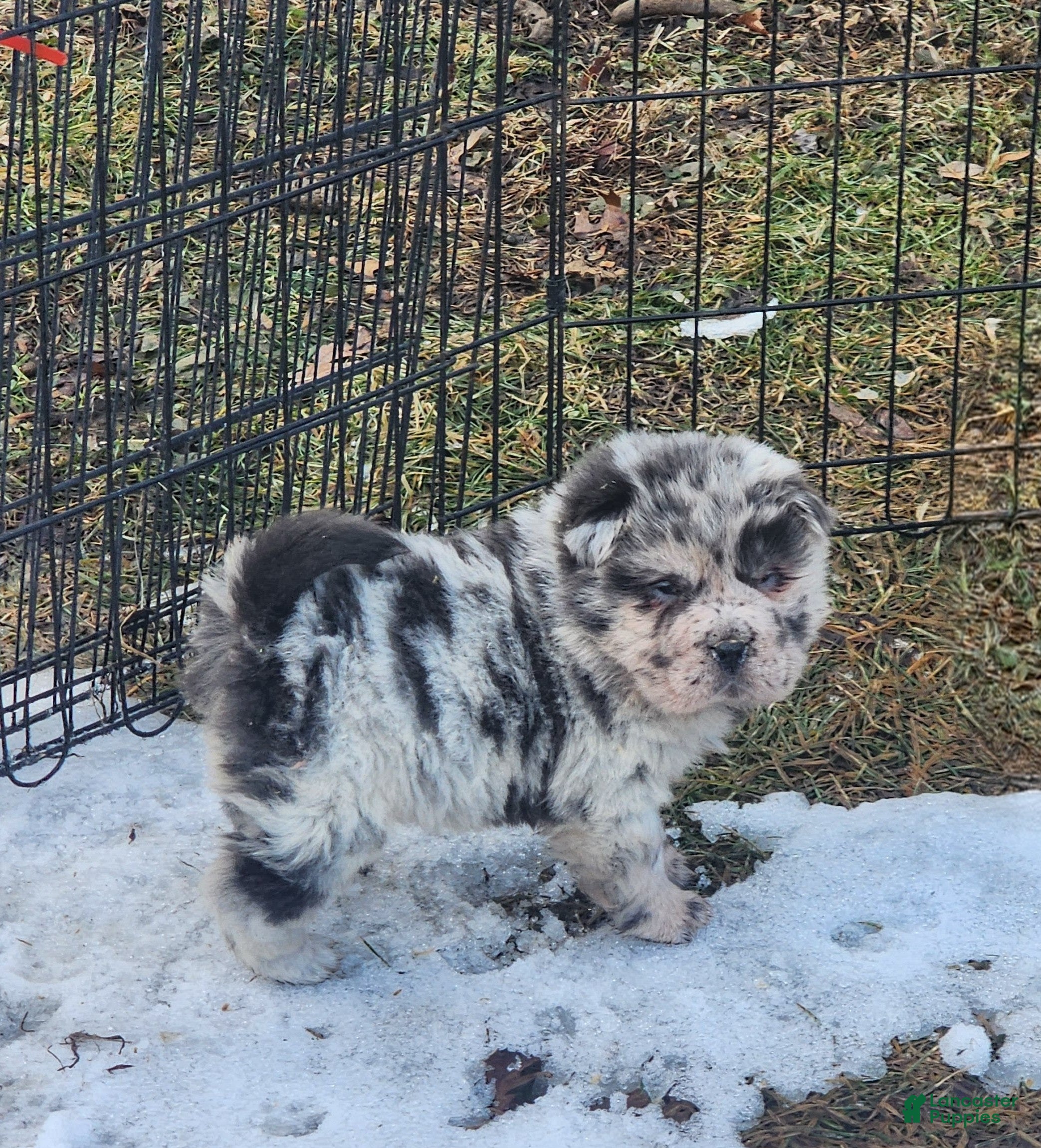 Shar Pei dogs Tinsel bear coat mini merle  - Ad 1