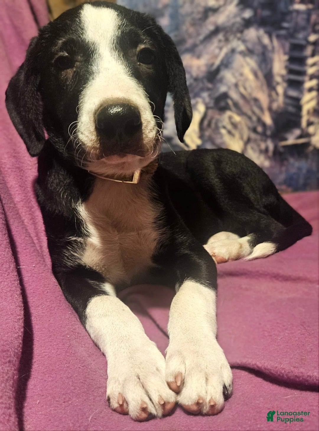 Border Collie dogs for sale: Fang - Ad 11