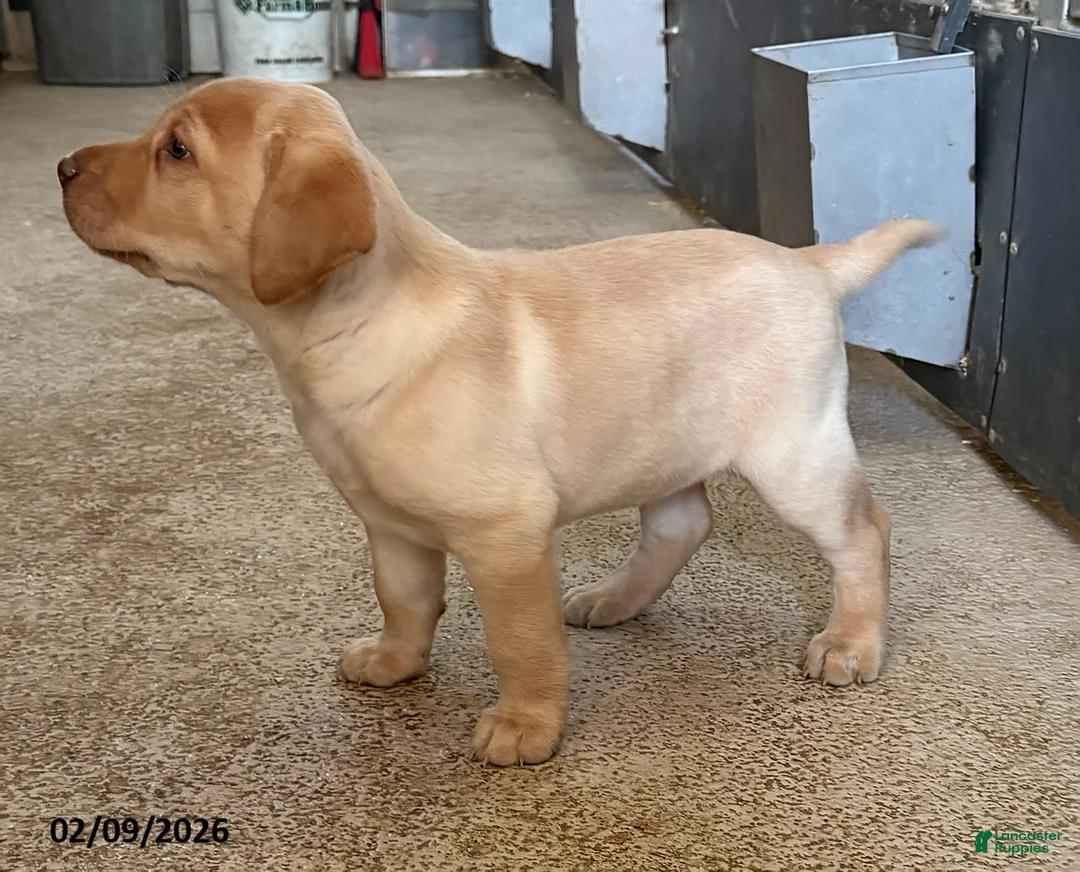Labrador Retriever dogs for sale: Candy - Ad 1