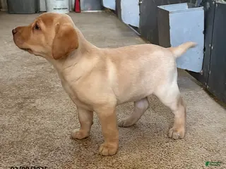 Labrador Retriever dogs Candy - Ad 13