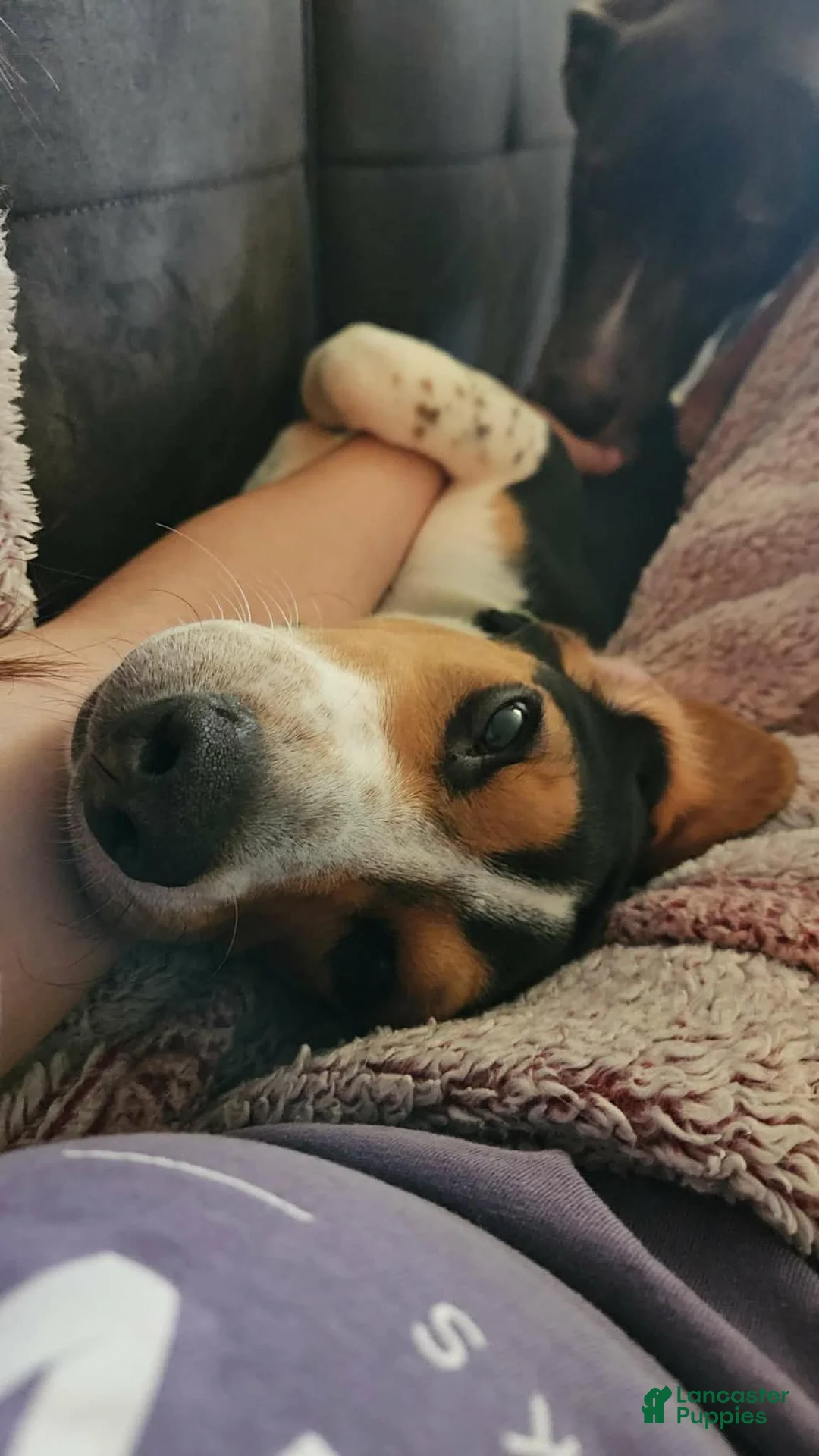 Beagle dogs for sale: Beagle 1 - Ad 2