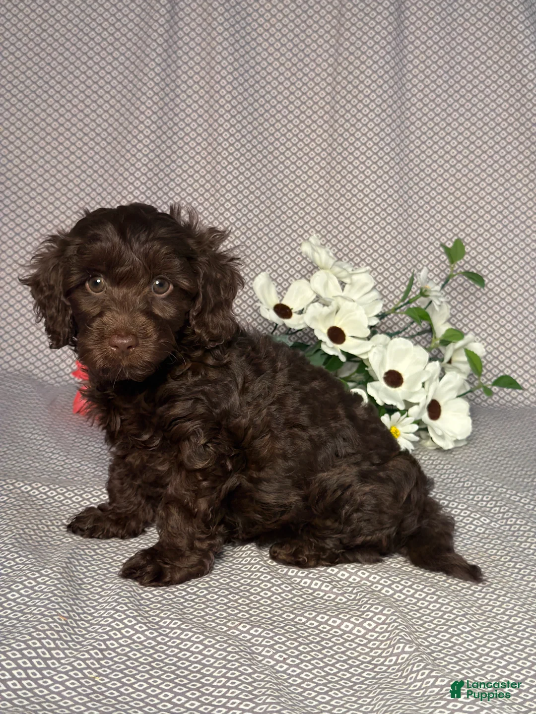Doxiepoo dogs for sale: Willow - Ad 2