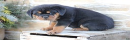 Rottweiler dogs for sale: Holly - Ad 5