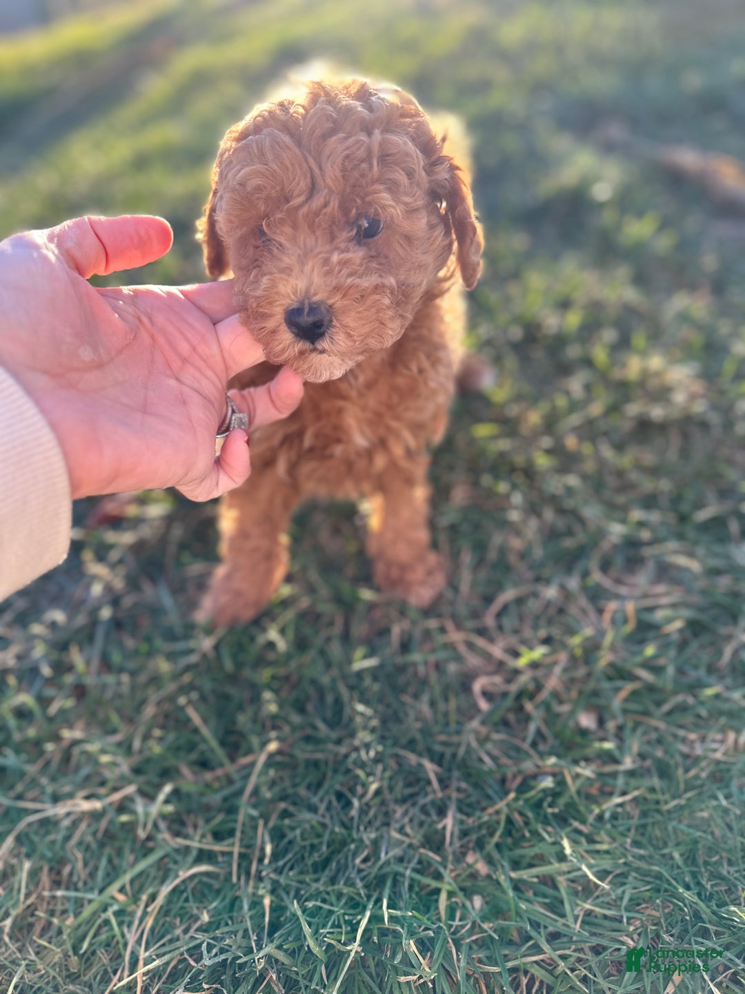 Toy Poodle dogs for sale: Coco- AKC POTTY TRAINED - Ad 12