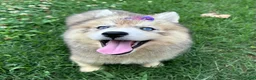 Siberian Husky dogs for sale: RISA - Ad 26
