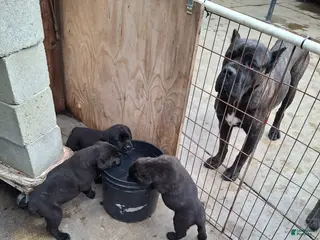 Cane Corso dogs Cane Corso Puppy 5 - Ad 11