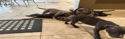American Bully dogs for sale: American Bully 1 - Ad 1