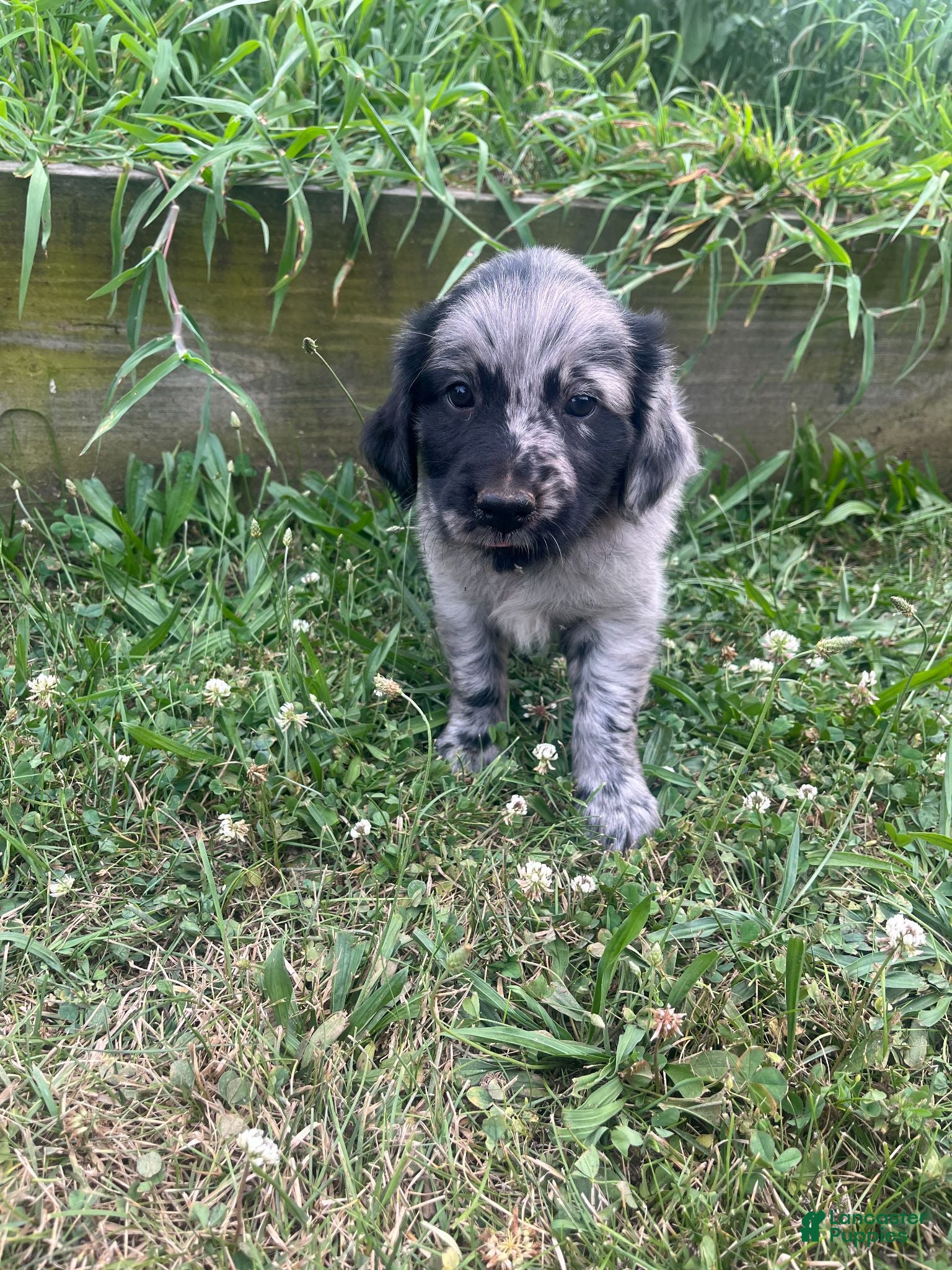 Mixed Breed dogs Laura - Ad 1
