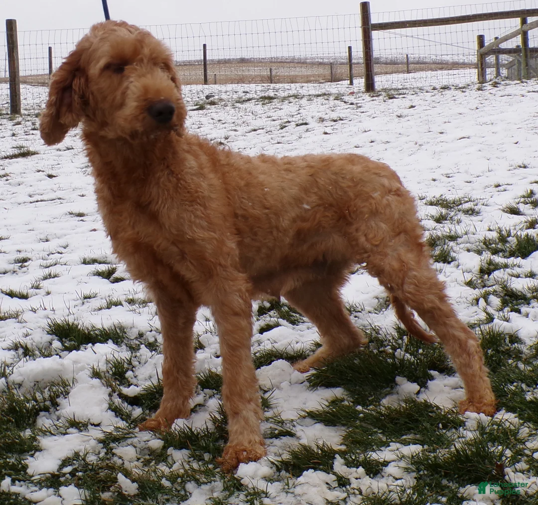Goldendoodle dogs for sale: Goldendoodle Puppy 1 Laina - Ad 2