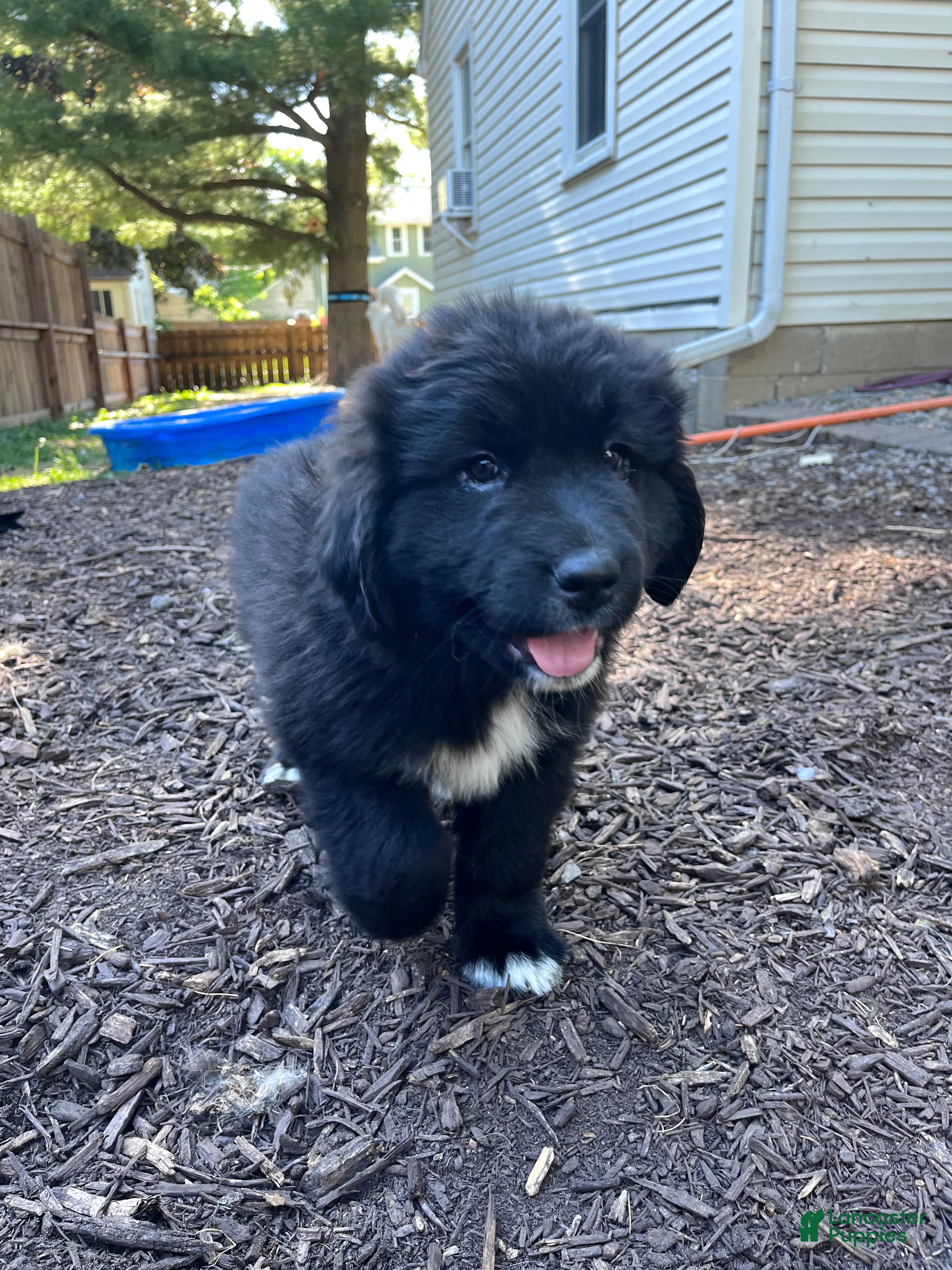 Mixed Breed dogs Mixed Breed Puppy 5 - Ad 23
