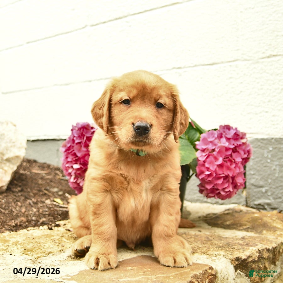 Golden Retriever dogs Cash  - Ad 2