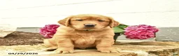 Golden Retriever dogs for sale: Cash  - Ad 2