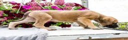 English Mastiff dogs for sale: Morris - Ad 14