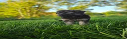 German Shepherd dogs for sale: Sosha  - Ad 7