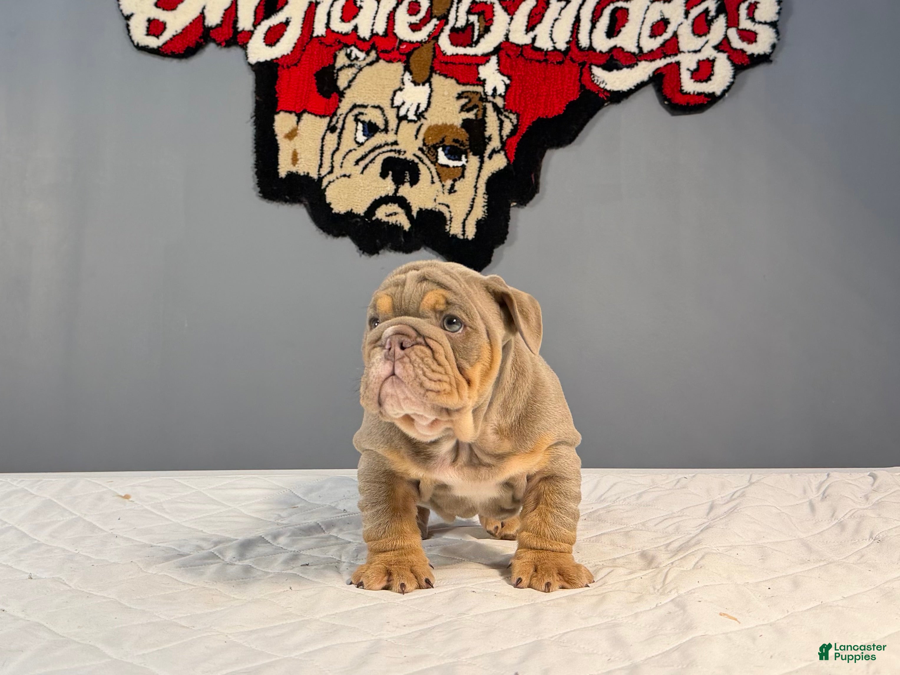 English Bulldog dogs English Bulldog Puppy 1 - Ad 2