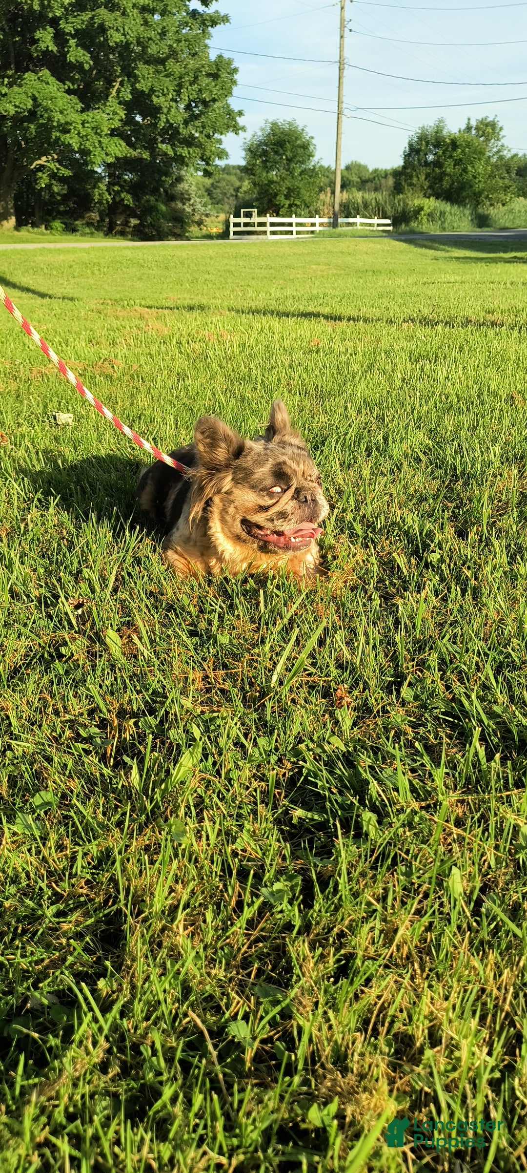 French Bulldog dogs for sale: French Bulldog Puppy 1 - Ad 5