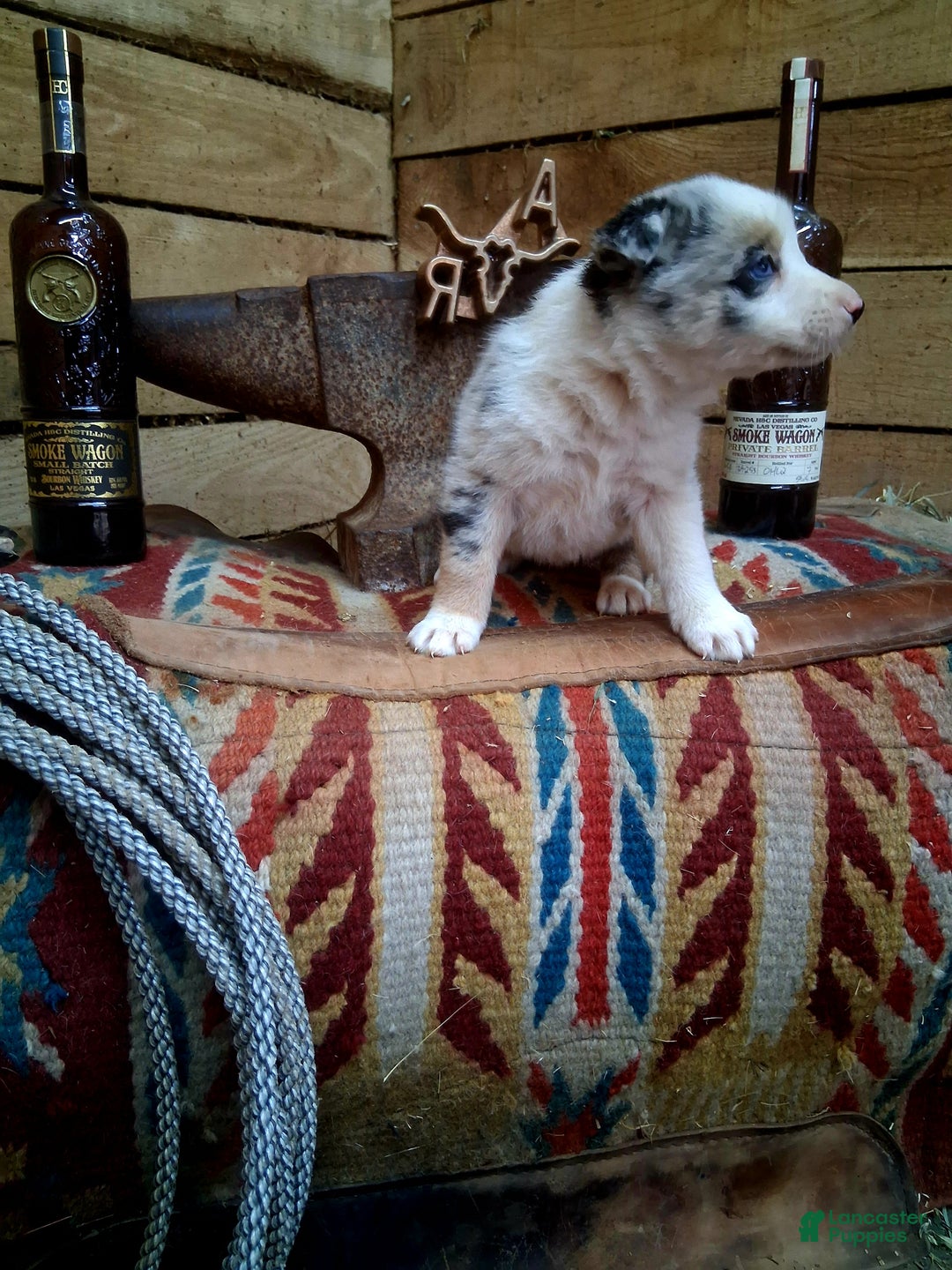 Border Collie dogs for sale: Border Collie Puppy 2 - Ad 2