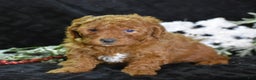 Mini Goldendoodle dogs for sale: Glimmer - Ad 3