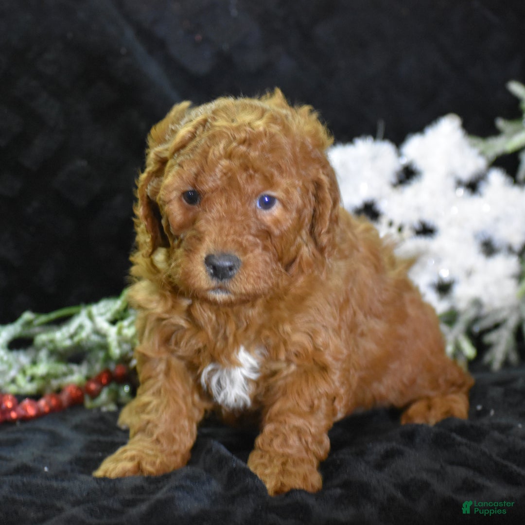 Mini Goldendoodle dogs for sale: Glimmer - Ad 3