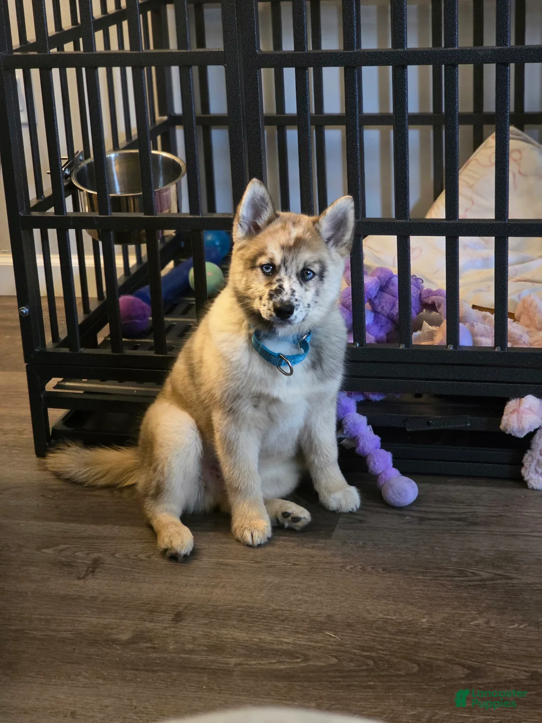 Pomsky dogs for sale: Pomsky Puppy 1 - Ad 5