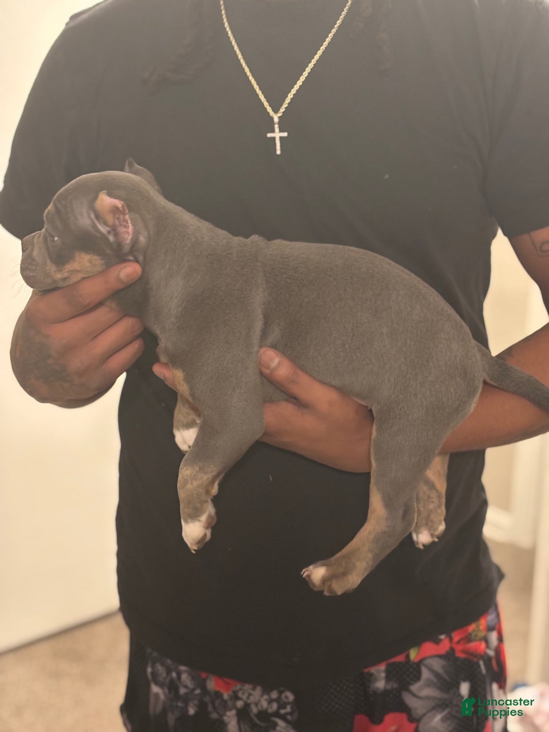 American Bully dogs for sale: American Bully Puppy 2 - Ad 2