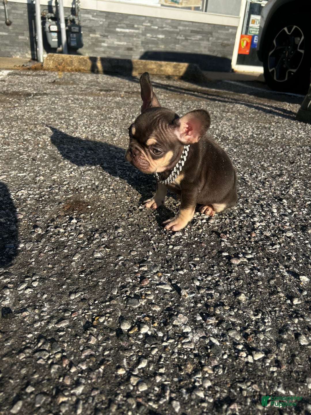 French Bulldog dogs for sale: Teacup Penny - Ad 3