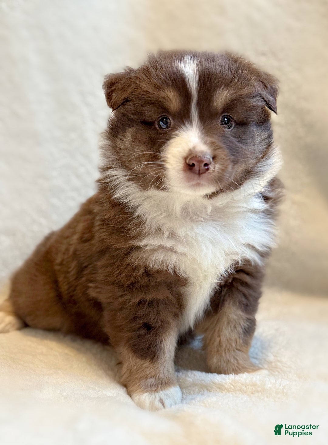 Miniature Australian Shepherd dogs for sale: Breeze - Ad 3