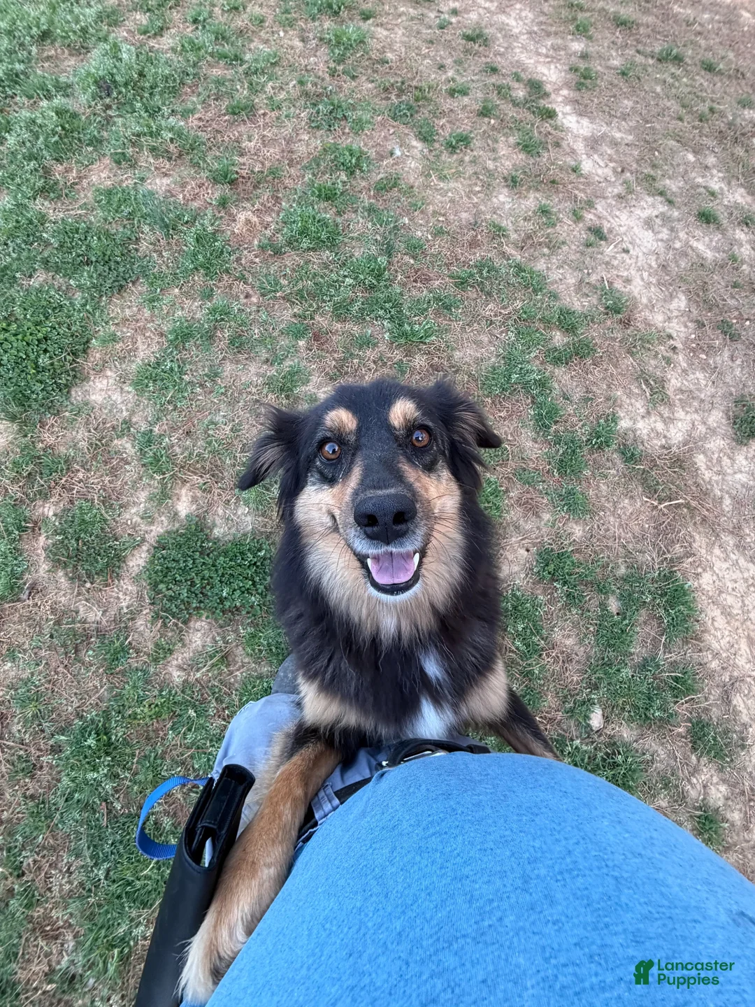 Australian Shepherd dogs for sale: Stella Mini Australian Shepherd - Ad 9