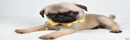 Pug dogs for sale: Archie - Ad 7