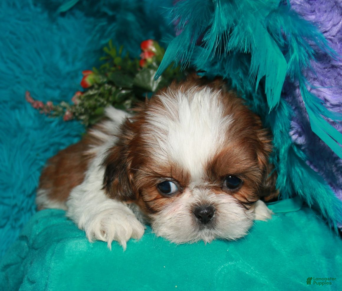 Shih Tzu dogs Jolene - Ad 2