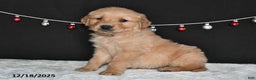 Golden Retriever dogs for sale: Austin - Ad 2
