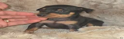 Miniature Pinscher dogs for sale:  Matt black and rust  - Ad 7