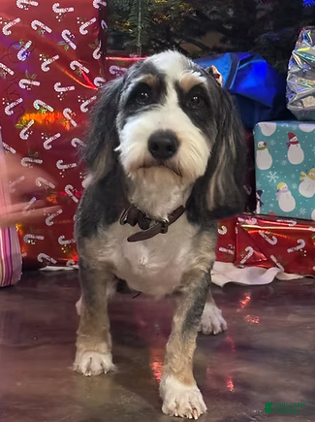 Mini Bernedoodle dogs for sale: Snow - Ad 11