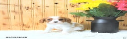Cavalier King Charles Spaniel dogs for sale: Sweetheart - Ad 2