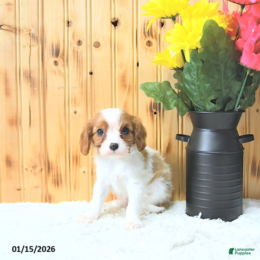 Cavalier King Charles Spaniel dogs for sale: Sweetheart - Ad 2