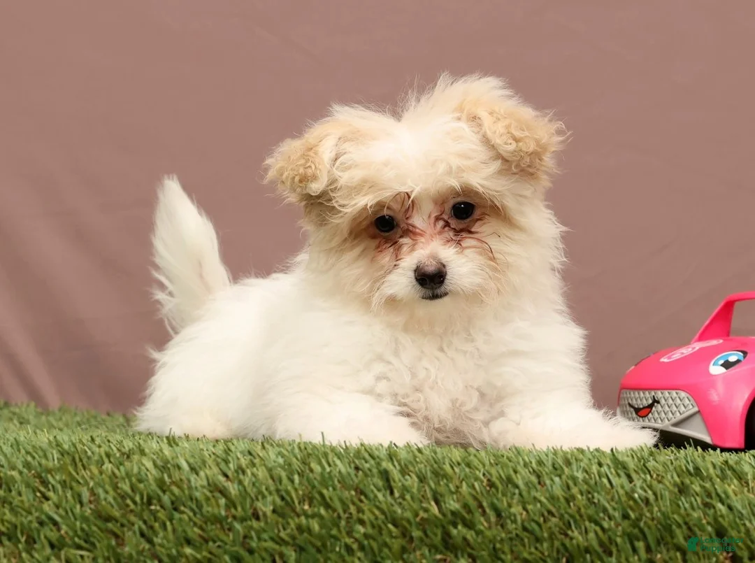 Teddy Bear dogs for sale: Quinn - Ad 3