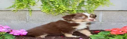 Australian Shepherd dogs for sale: Teddy - Ad 3