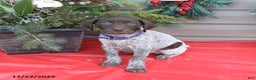 German Shorthaired Pointer dogs for sale: Dolly - Ad 1