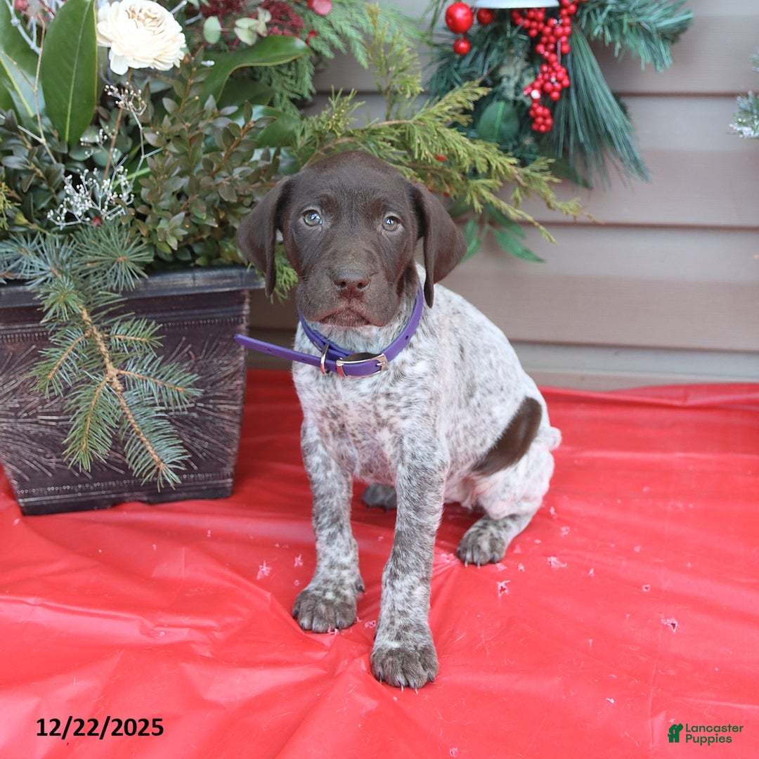 German Shorthaired Pointer dogs for sale: Dolly - Ad 1