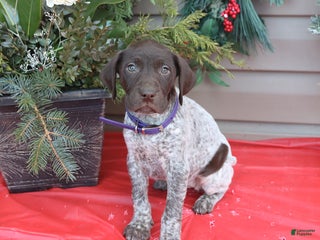 German Shorthaired Pointer dogs Dolly - Ad 27