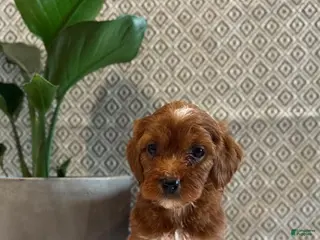 Irish Doodle dogs Sweetie - Ad 15