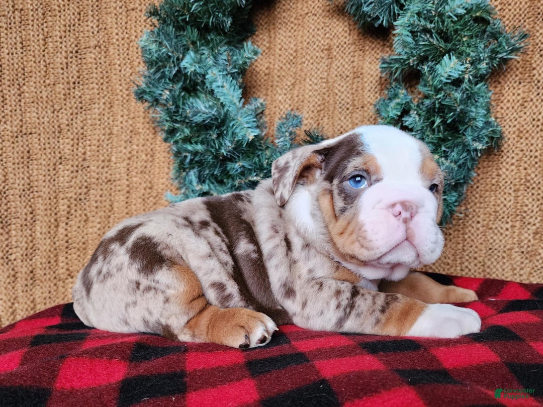 English Bulldog dogs for sale: Frisco - Ad 11
